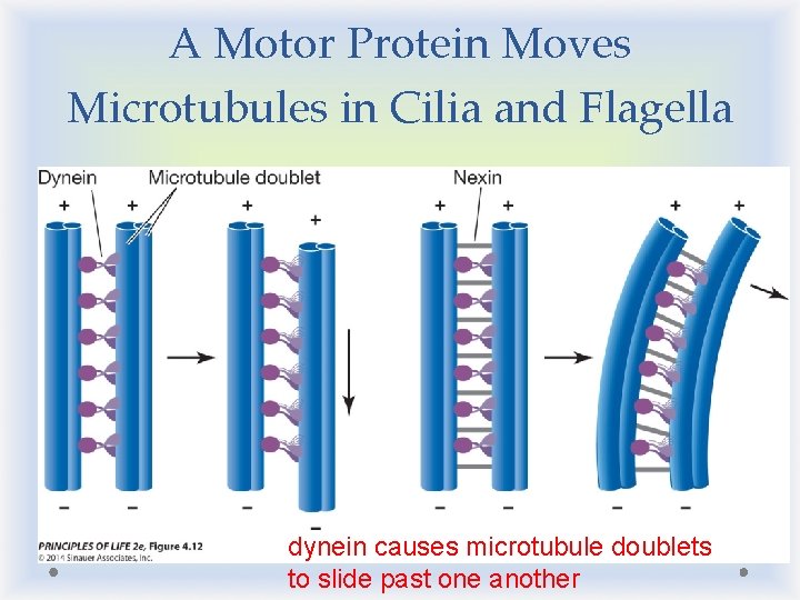 A Motor Protein Moves Microtubules in Cilia and Flagella dynein causes microtubule doublets to