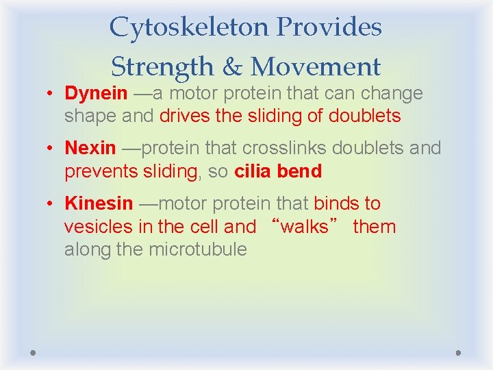 Cytoskeleton Provides Strength & Movement • Dynein —a motor protein that can change shape