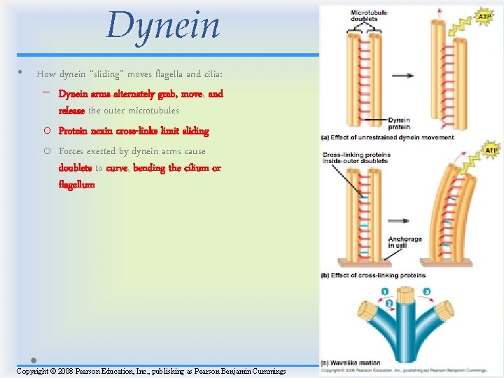 Dynein • How dynein “sliding” moves flagella and cilia: − Dynein arms alternately grab,