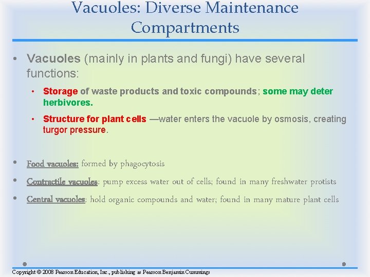 Vacuoles: Diverse Maintenance Compartments • Vacuoles (mainly in plants and fungi) have several functions: