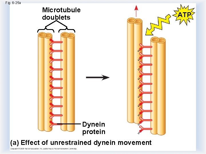 Fig. 6 -25 a Microtubule doublets ATP Dynein protein (a) Effect of unrestrained dynein