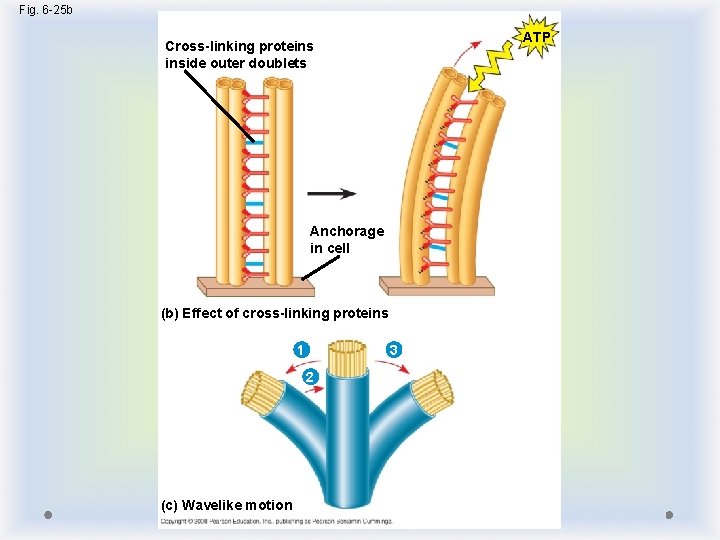 Fig. 6 -25 b ATP Cross-linking proteins inside outer doublets Anchorage in cell (b)