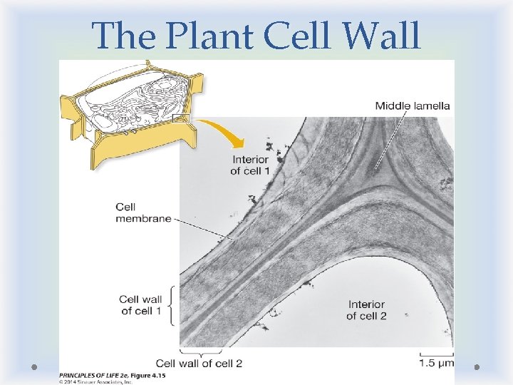The Plant Cell Wall The Plant Cell Wall