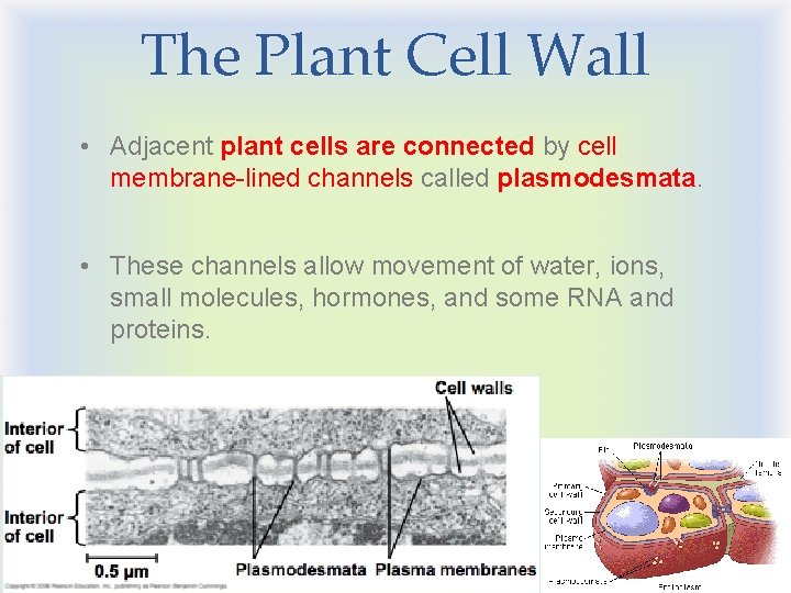 The Plant Cell Wall • Adjacent plant cells are connected by cell membrane-lined channels