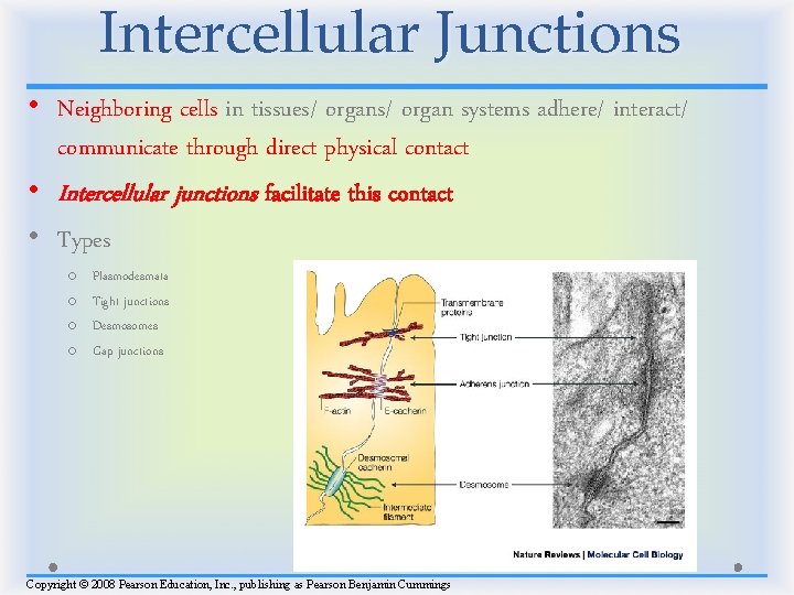 Intercellular Junctions • Neighboring cells in tissues/ organ systems adhere/ interact/ communicate through direct