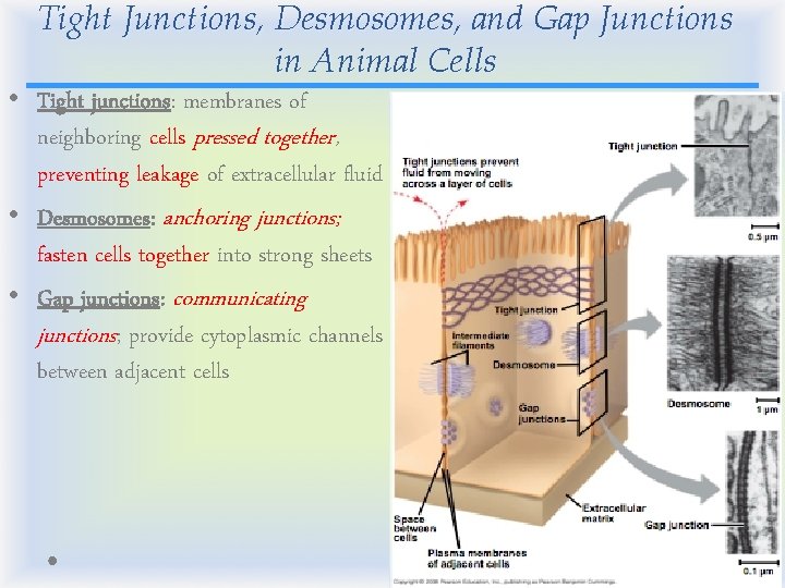 Tight Junctions, Desmosomes, and Gap Junctions in Animal Cells • Tight junctions: membranes of