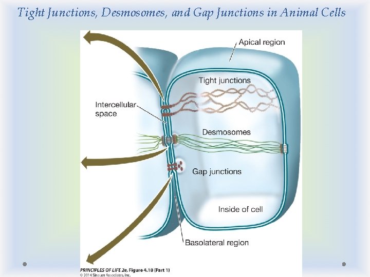 Tight Junctions, Desmosomes, and Gap Junctions in Animal Cells 