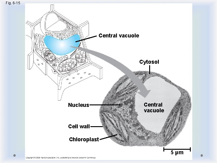 Fig. 6 -15 Central vacuole Cytosol Nucleus Central vacuole Cell wall Chloroplast 5 µm