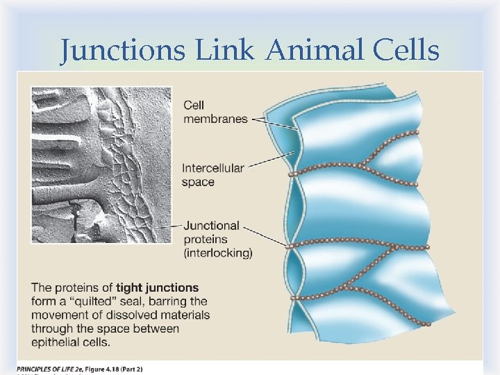 Junctions Link Animal Cells 