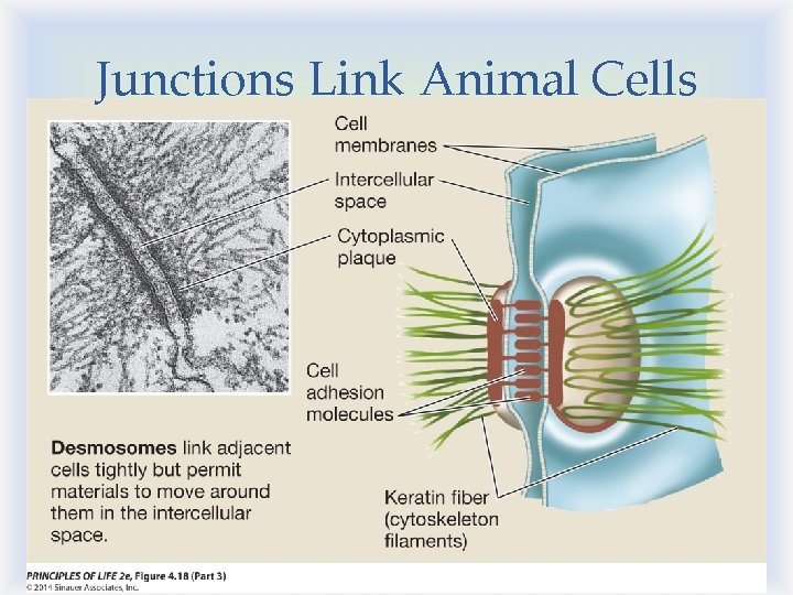 Junctions Link Animal Cells 