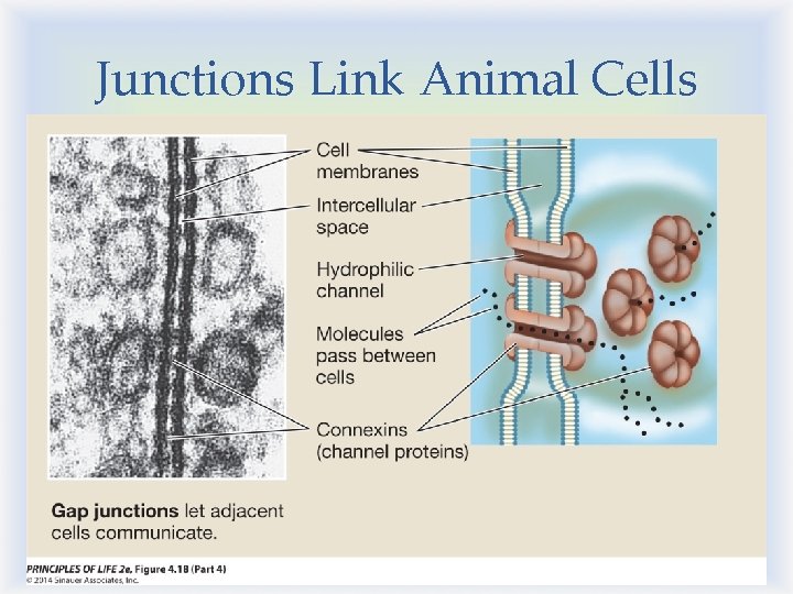 Junctions Link Animal Cells 