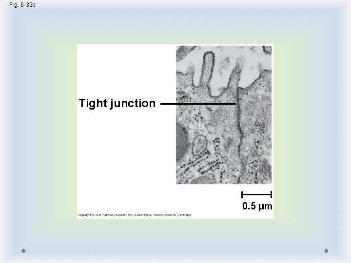 Fig. 6 -32 b Tight junction 0. 5 µm 