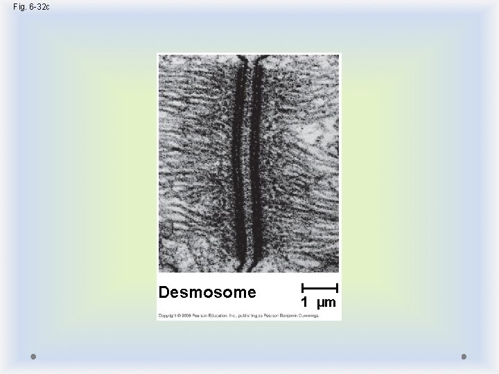 Fig. 6 -32 c Desmosome 1 µm 