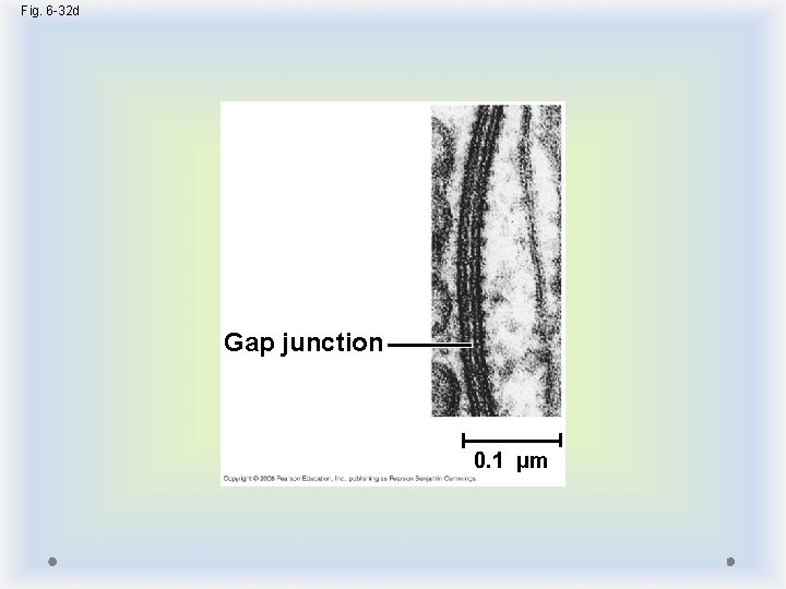 Fig. 6 -32 d Gap junction 0. 1 µm 