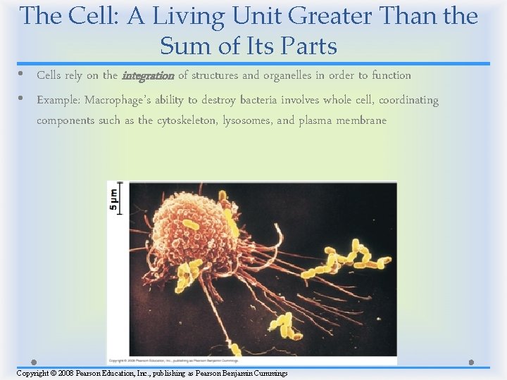 The Cell: A Living Unit Greater Than the Sum of Its Parts • Cells