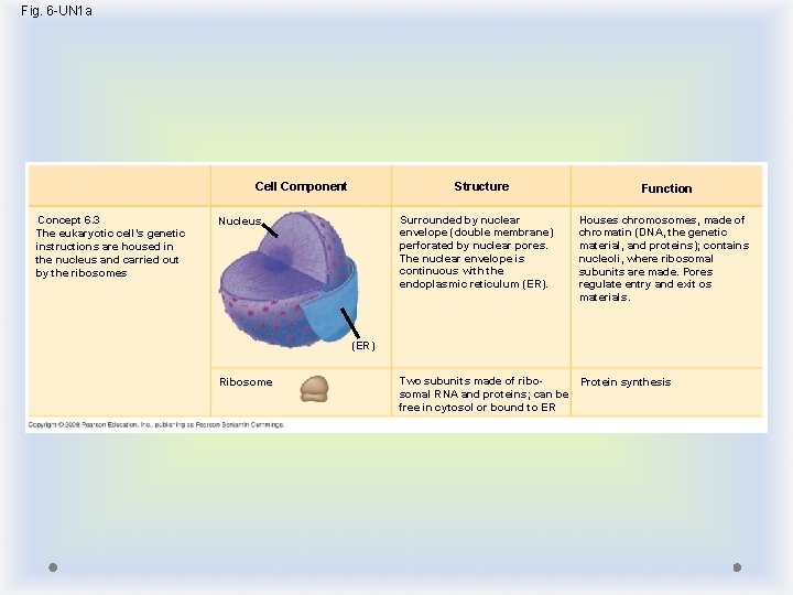 Fig. 6 -UN 1 a Structure Cell Component Concept 6. 3 The eukaryotic cell’s Fig. 6 -UN 1 a Structure Cell Component Concept 6. 3 The eukaryotic cell’s
