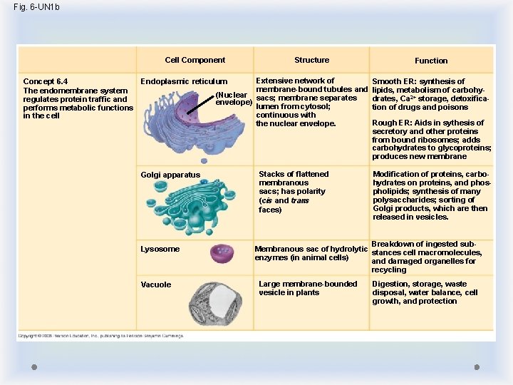 Fig. 6 -UN 1 b Cell Component Concept 6. 4 Endoplasmic reticulum The endomembrane