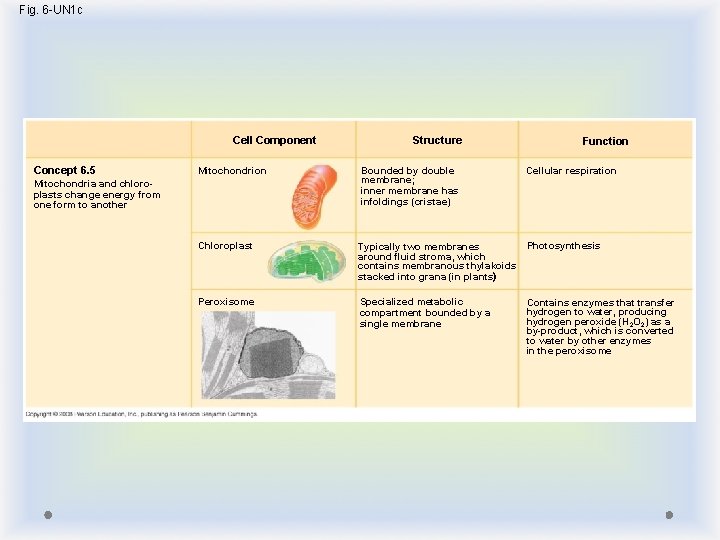 Fig. 6 -UN 1 c Cell Component Concept 6. 5 Structure Function Mitochondrion Bounded