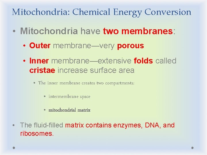 Mitochondria: Chemical Energy Conversion • Mitochondria have two membranes: • Outer membrane—very porous •