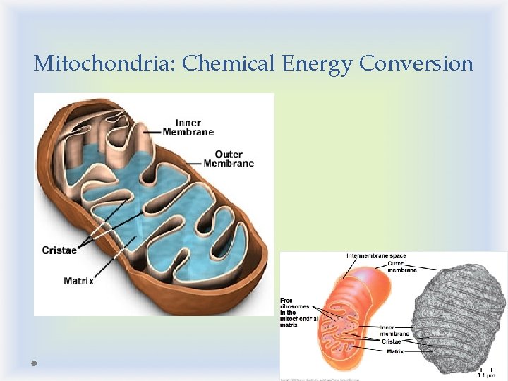 Mitochondria: Chemical Energy Conversion 