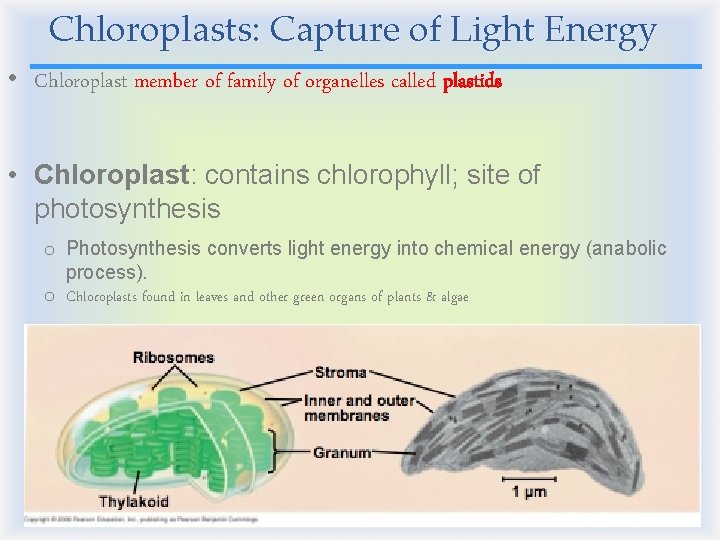 Chloroplasts: Capture of Light Energy • Chloroplast member of family of organelles called plastids Chloroplasts: Capture of Light Energy • Chloroplast member of family of organelles called plastids