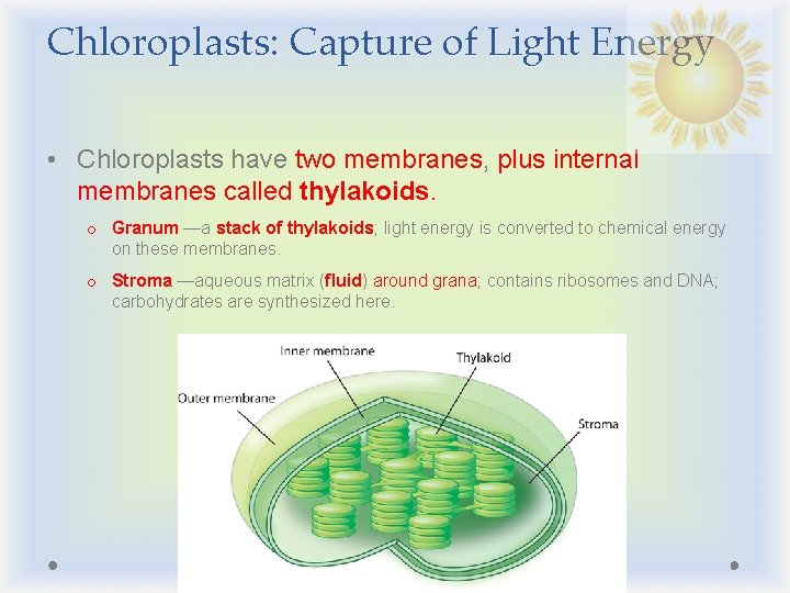 Chloroplasts: Capture of Light Energy • Chloroplasts have two membranes, plus internal membranes called