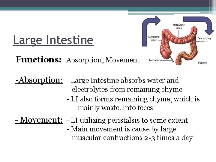 Large Intestine Functions: Absorption, Movement -Absorption: - Large Intestine absorbs water and electrolytes from