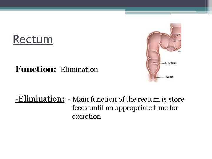 Rectum Function: Elimination -Elimination: - Main function of the rectum is store feces until