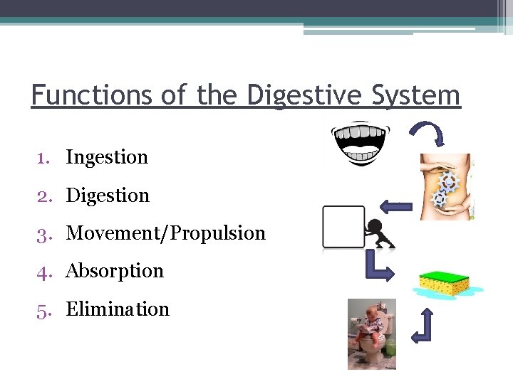 Functions of the Digestive System 1. Ingestion 2. Digestion 3. Movement/Propulsion 4. Absorption 5.