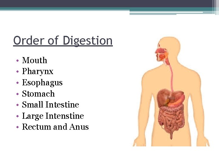 Order of Digestion • • Mouth Pharynx Esophagus Stomach Small Intestine Large Intenstine Rectum