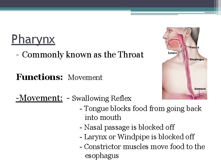 Pharynx - Commonly known as the Throat Functions: Movement -Movement: - Swallowing Reflex -