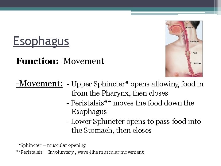 Esophagus Function: Movement -Movement: - Upper Sphincter* opens allowing food in from the Pharynx,