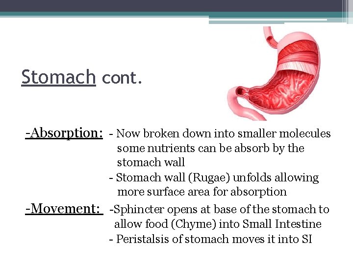 Stomach cont. -Absorption: - Now broken down into smaller molecules some nutrients can be