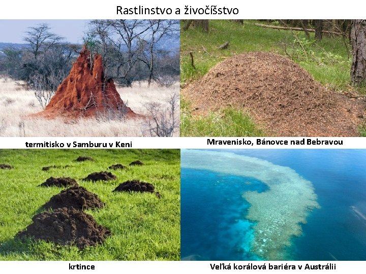 Rastlinstvo a živočíšstvo termitisko v Samburu v Keni krtince Mravenisko, Bánovce nad Bebravou Veľká