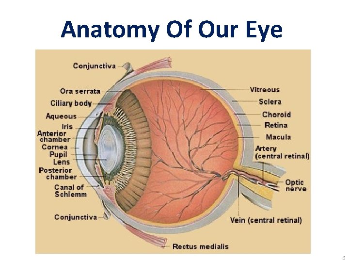 Anatomy Of Our Eye 6 Anatomy Of Our Eye 6