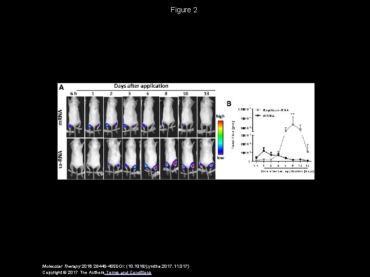 Figure 2 Molecular Therapy 2018 26446 -455 DOI: (10. 1016/j. ymthe. 2017. 11. 017)