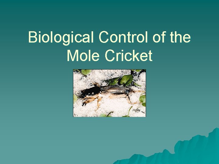 Biological Control of the Mole Cricket 