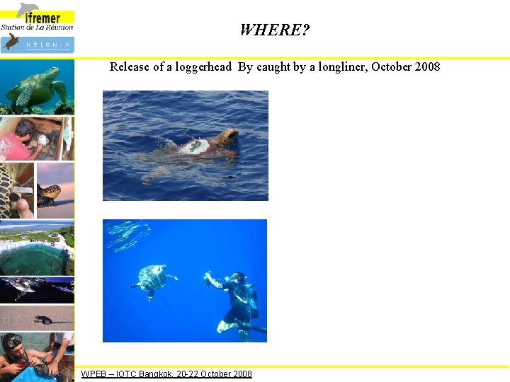 WHERE? Release of a loggerhead By caught by a longliner, October 2008 WPEB –