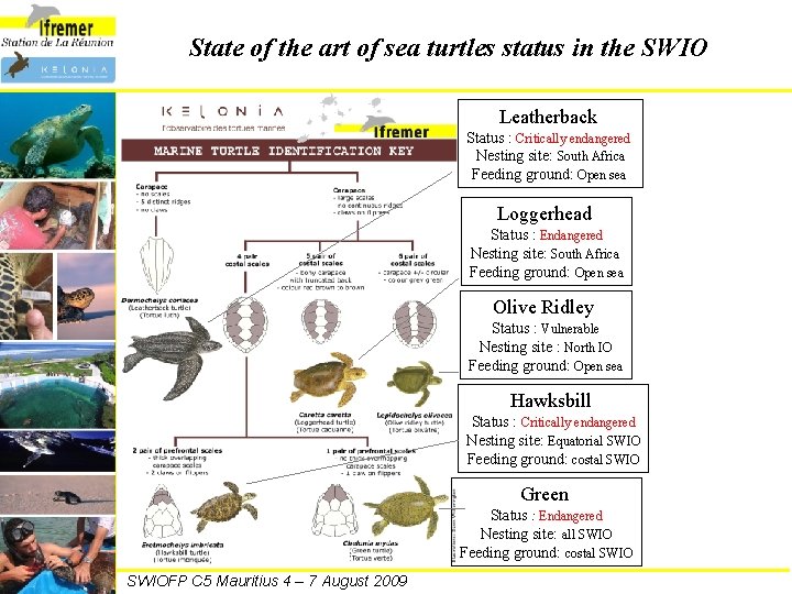 State of the art of sea turtles status in the SWIO Leatherback Status :