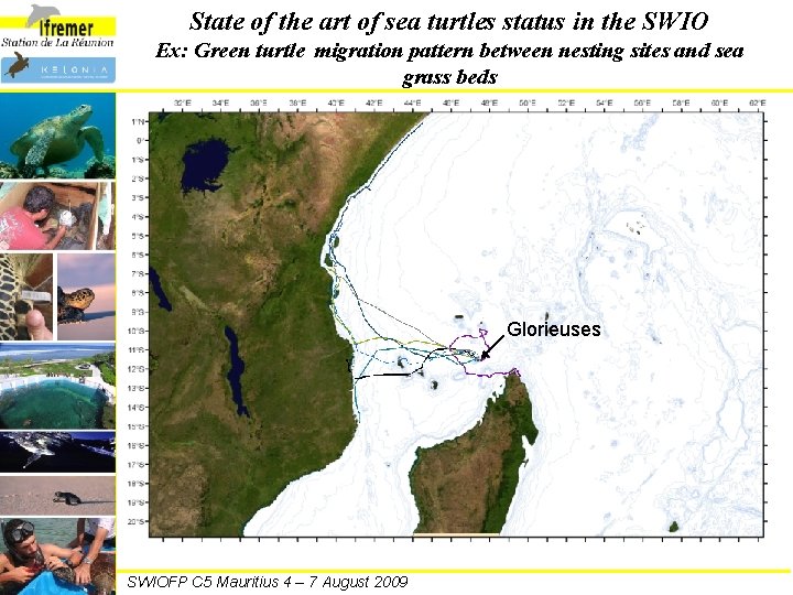 State of the art of sea turtles status in the SWIO Ex: Green turtle