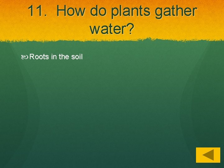 11. How do plants gather water? Roots in the soil 