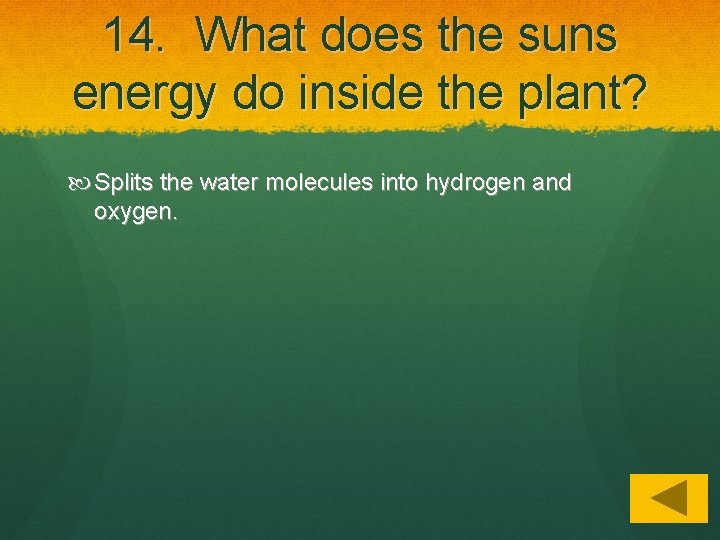 14. What does the suns energy do inside the plant? Splits the water molecules
