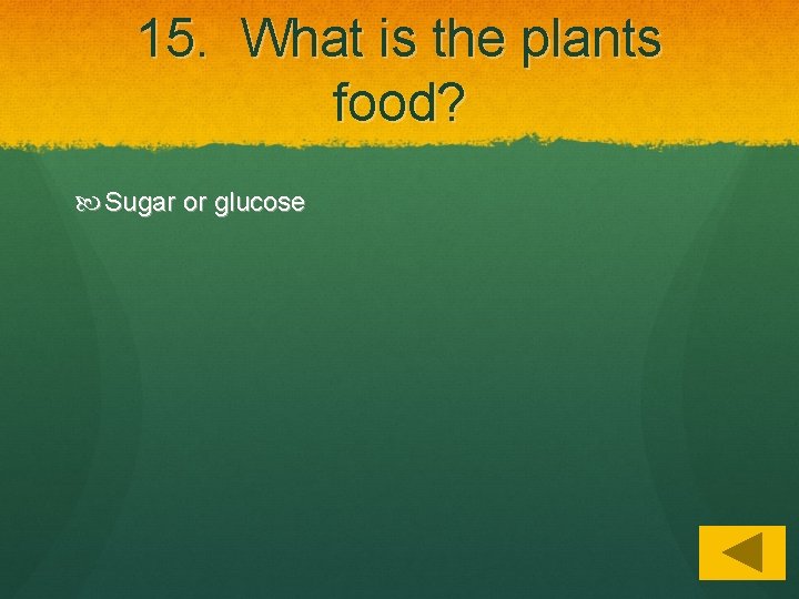 15. What is the plants food? Sugar or glucose 
