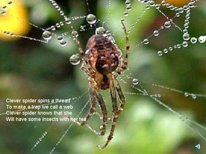 Clever spider spins a thread To make a trap we call a web Clever