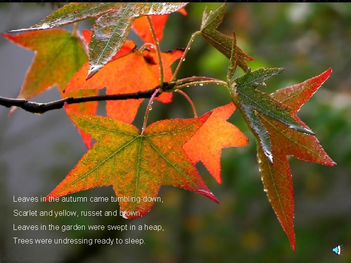 Leaves in the autumn came tumbling down, Scarlet and yellow, russet and brown, Leaves