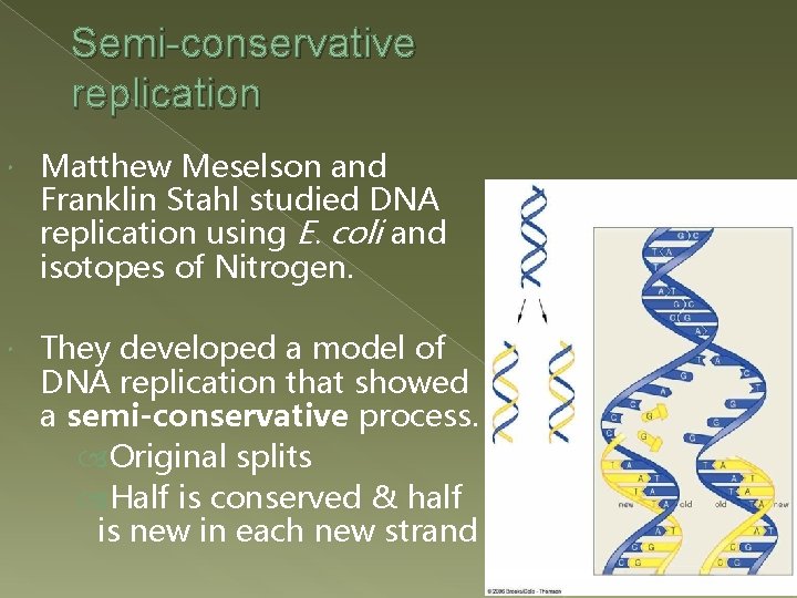 Semi-conservative replication Matthew Meselson and Franklin Stahl studied DNA replication using E. coli and