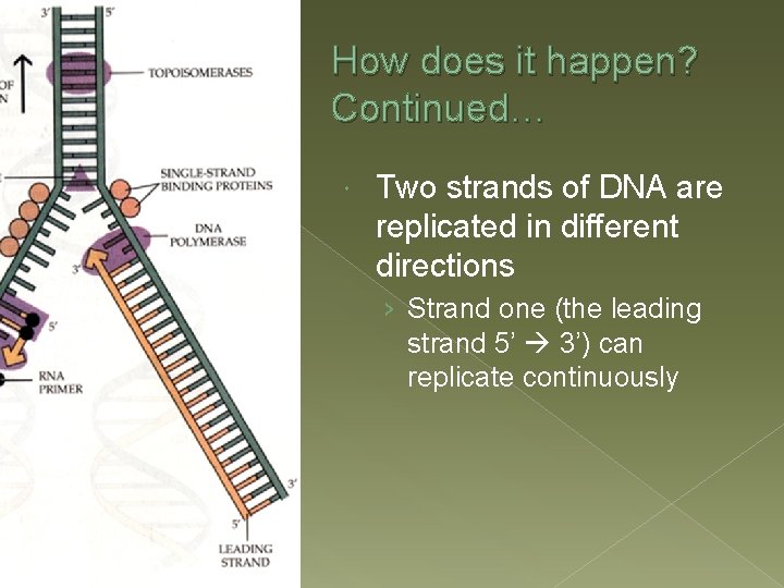 How does it happen? Continued… Two strands of DNA are replicated in different directions