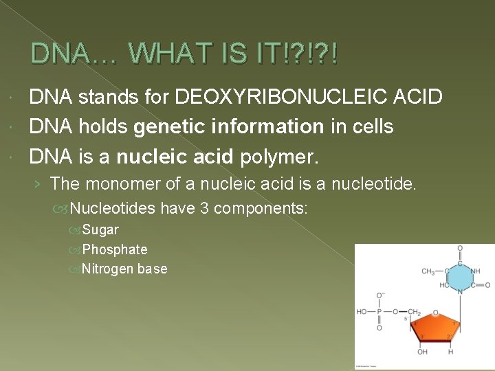 DNA… WHAT IS IT!? !? ! DNA stands for DEOXYRIBONUCLEIC ACID DNA holds genetic