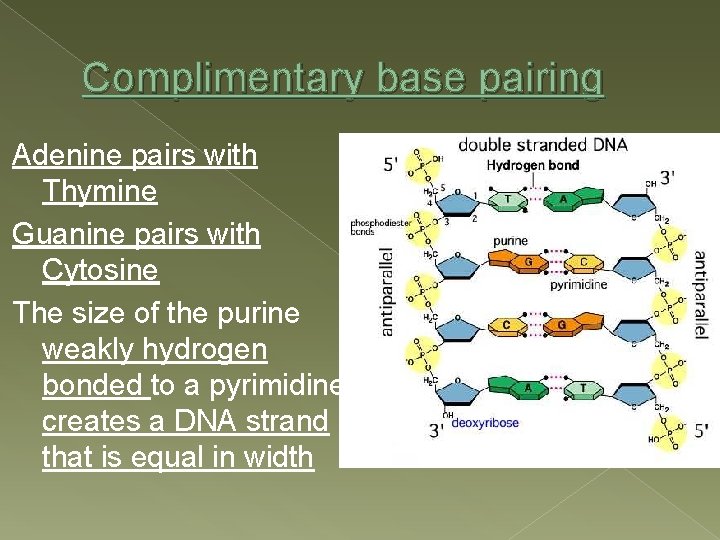 Complimentary base pairing Adenine pairs with Thymine Guanine pairs with Cytosine The size of