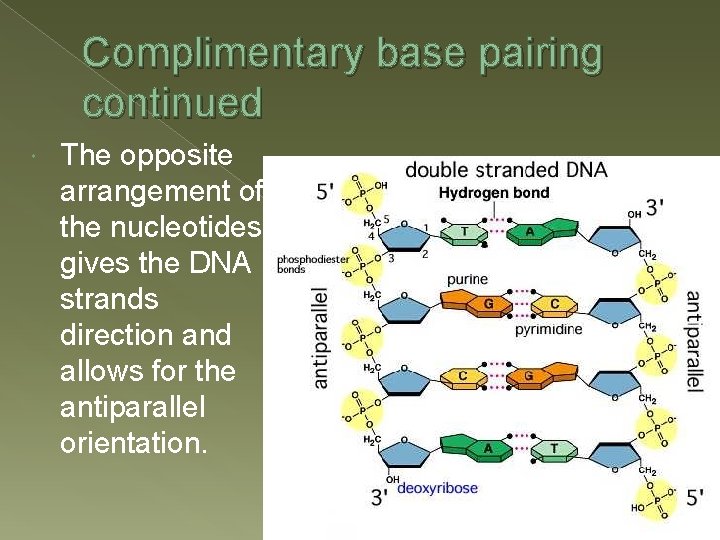 Complimentary base pairing continued The opposite arrangement of the nucleotides gives the DNA strands